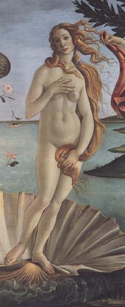 Sandro Botticelli The Birth of Venus Spain oil painting art